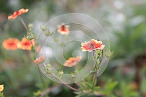 Nepal cinquefoil, Potentilla nepalensis Miss Willmott, flowers and buds photo